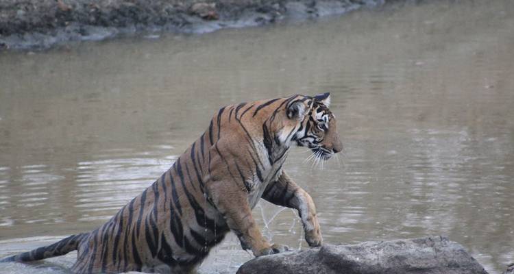 Tigre émergeant de l'eau, à demi submergé.
