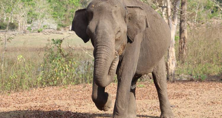 Pagode entourée de verdure sous un ciel clair.