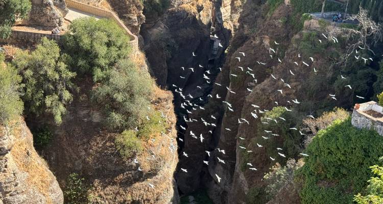 Desfiladero rocoso con pájaros volando sobre él, rodeado de árboles.