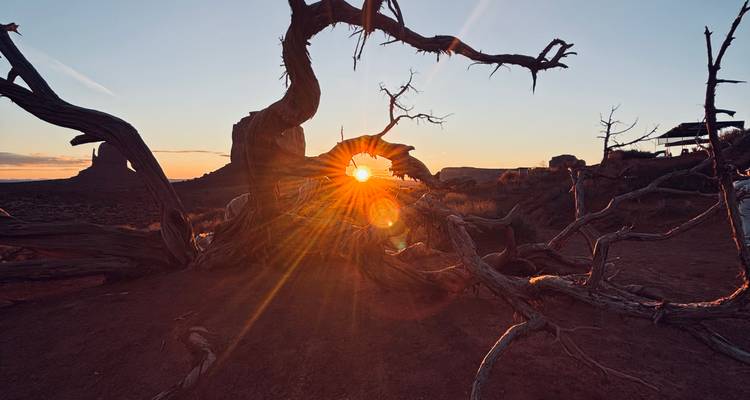 Boom met zonnestralen bekeken door takken bij zonsondergang.