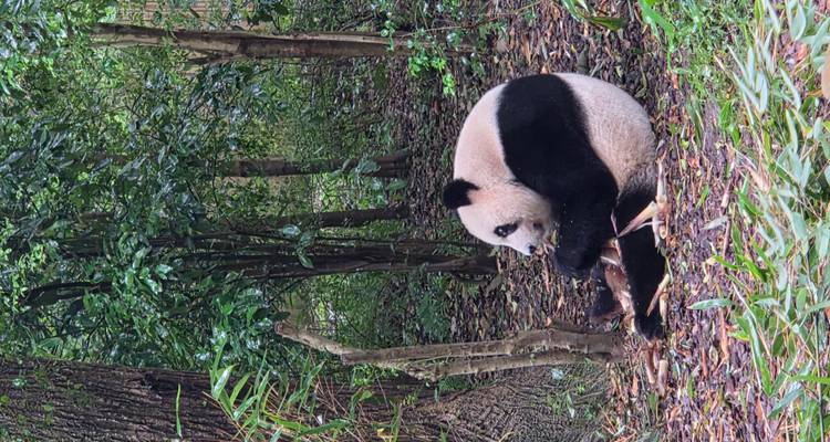 Un panda assis qui mange du bambou dans une forêt verdoyante et luxuriante.