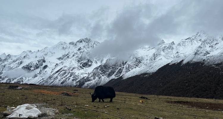Un yak qui broute dans un paysage vallonné avec des montagnes enneigées en arrière-plan.