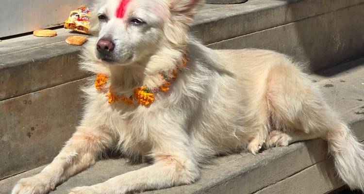White dog wearing a flower garland resting on stairs.
