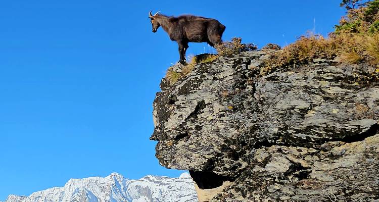 Mountain goat standing on a cliff with snowy peaks in the background.