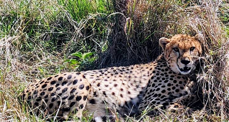 Guépard se reposant dans les hautes herbes, face à la caméra