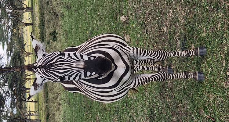 Un zèbre debout sur l'herbe dans un décor de savane.