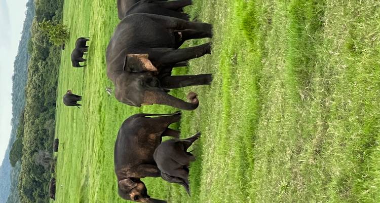 Groupe d'éléphants broutant dans une prairie.