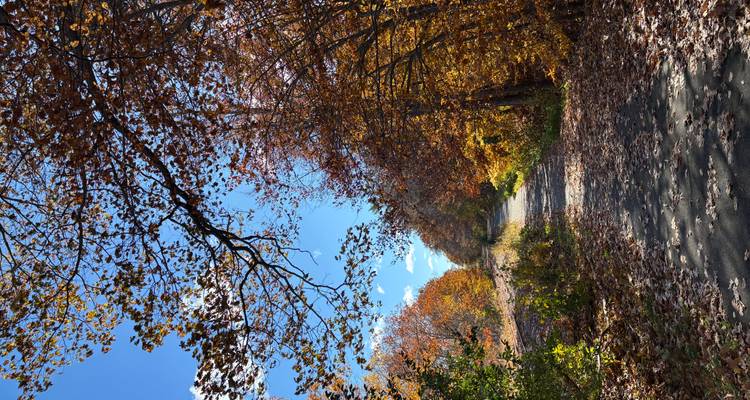 Pad omringd door herfsttakken onder heldere hemel.