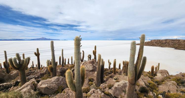 Grote cactussen met de uitgestrekte Uyuni-zoutvlaktes op de achtergrond.