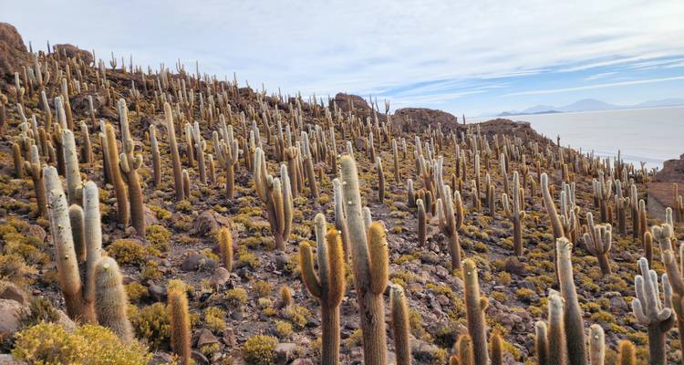Dichte cactussen die een rotsachtige heuvel bedekken met bergen in de verte.