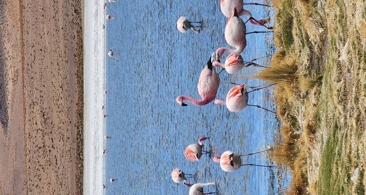 Flamingo's wadend in een meer met bergachtig terrein op de achtergrond.