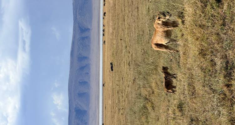 Leeuwen die over een uitgestrekte vlakte lopen.