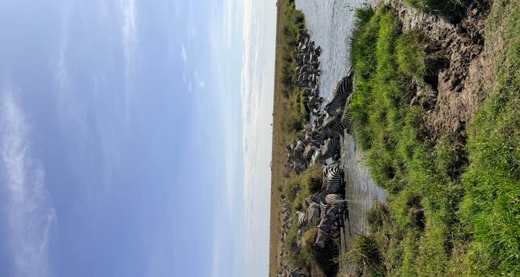 Cebras reunidas en un abrevadero en la sabana.
