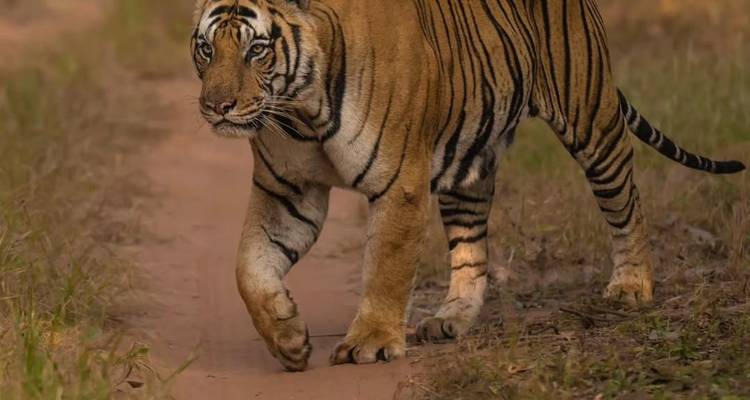 Tijger loopt op een zandpad door het bos.
