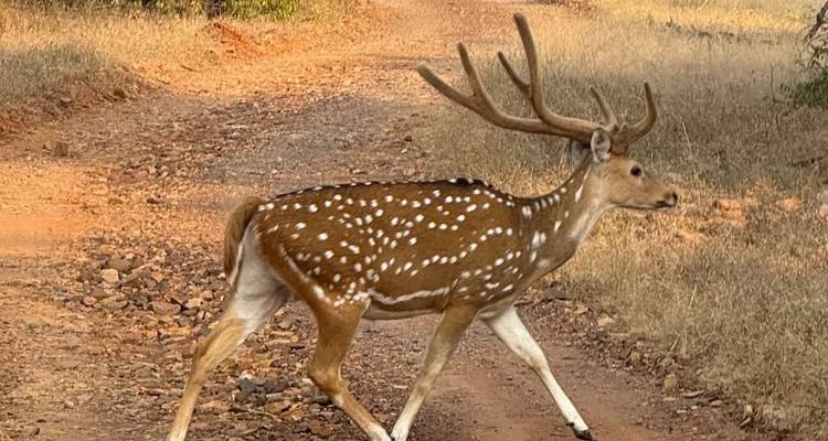 Hert met gewei lopend op een onverharde weg in een natuurlijke omgeving.