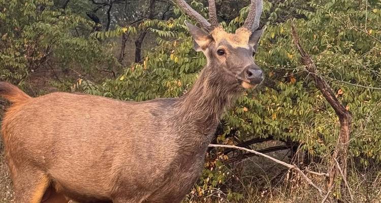Close-up van een Sambarhert in een bosgebied.