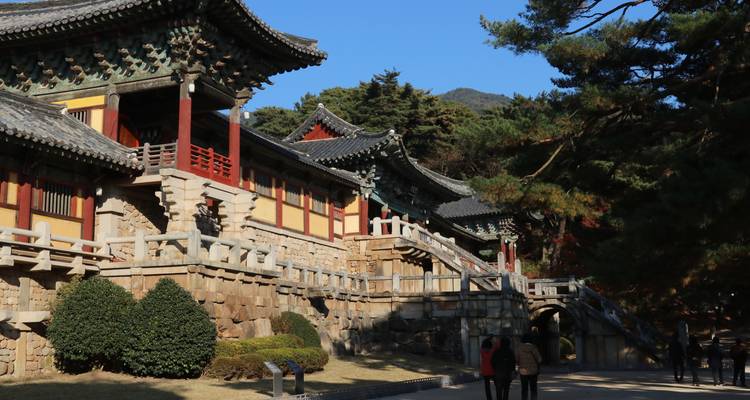 Plantation de thé luxuriante avec un feuillage coloré en automne.