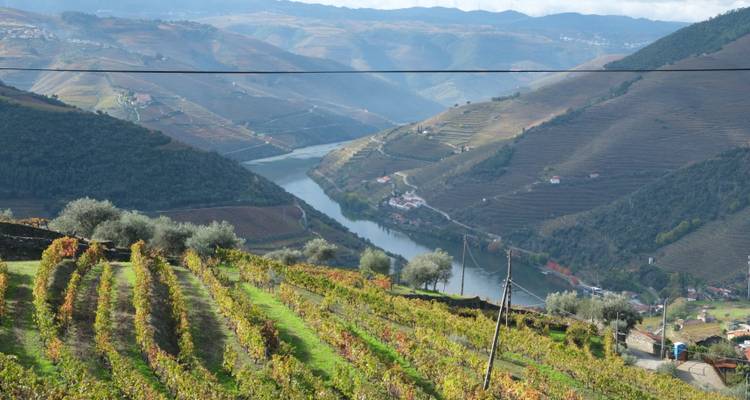 Viñedos con un río y colinas ondulantes al fondo.