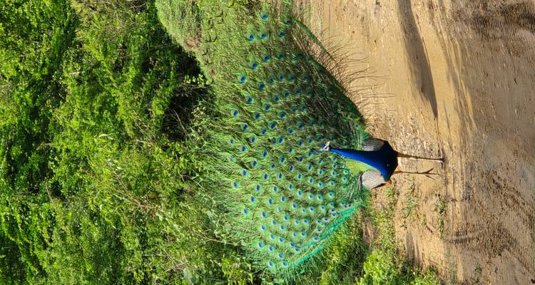 Een pauw die zijn kleurrijke veren toont in een natuurlijke omgeving.