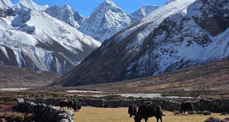 Una vista panorámica de montañas cubiertas de nieve con yaks pastando en primer plano.