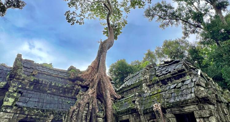 Boom die door oude ruïnes groeit.