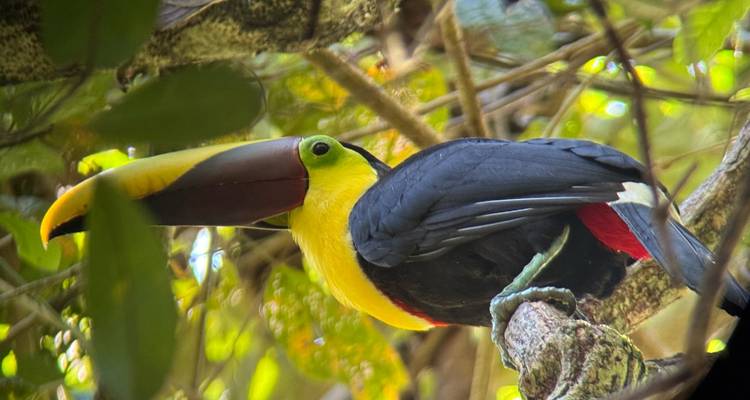 Een toekan zat op een boomtak.