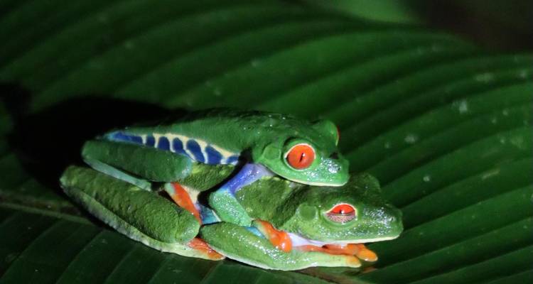 Twee kleurrijke kikkers op een groen blad 's nachts.