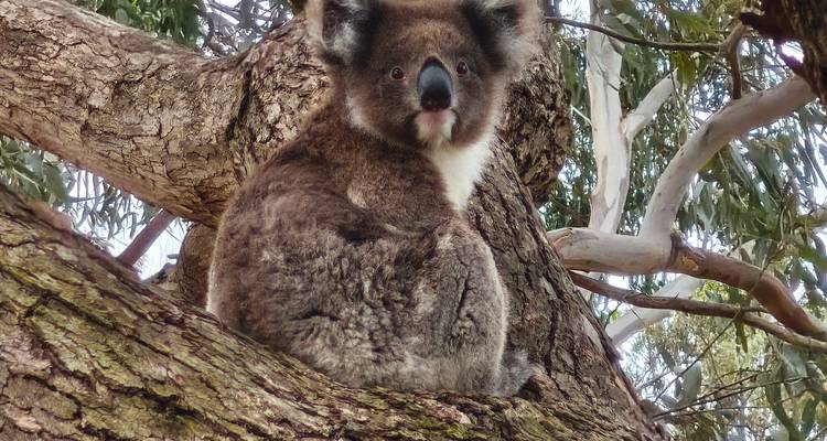 Koala posado en una rama de árbol mirando hacia adelante.