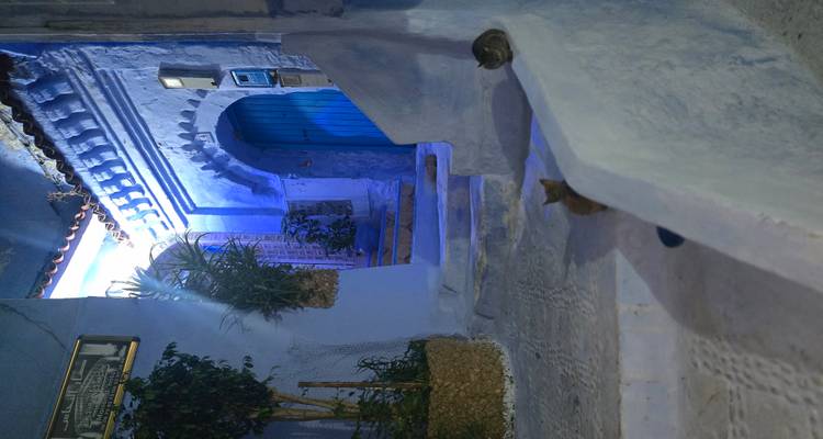 Eine schmale blaue Straße in der Dämmerung mit Katzen und Pflanzen.