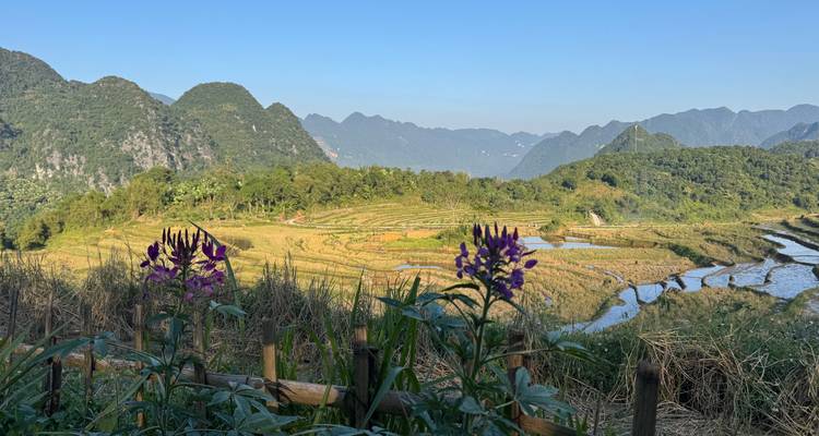 Eine malerische Landschaft mit Reisfeldern und Bergen im Hintergrund.