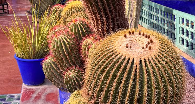 Verschillende cactussen in decoratieve beschilderde potten.