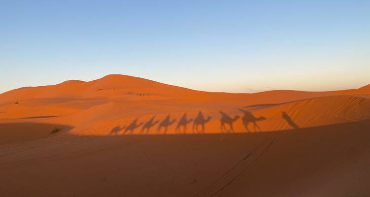 Schatten von Kamelen, die über Sanddünen in der Wüste wandern.