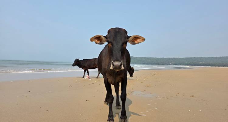 Vacas en una playa arenosa con el océano de fondo.