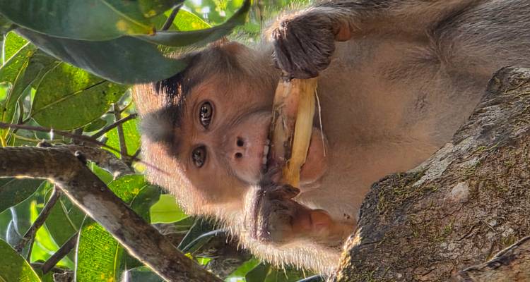 Mono comiendo una fruta mientras está sentado en la rama de un árbol.