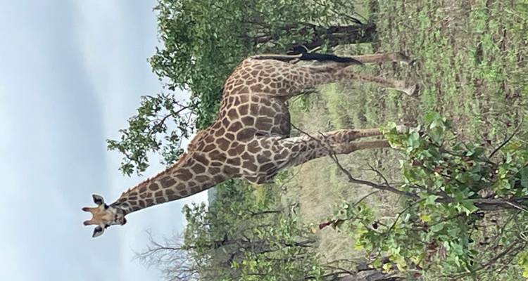 Eine einsame Giraffe, die in der afrikanischen Savanne steht.