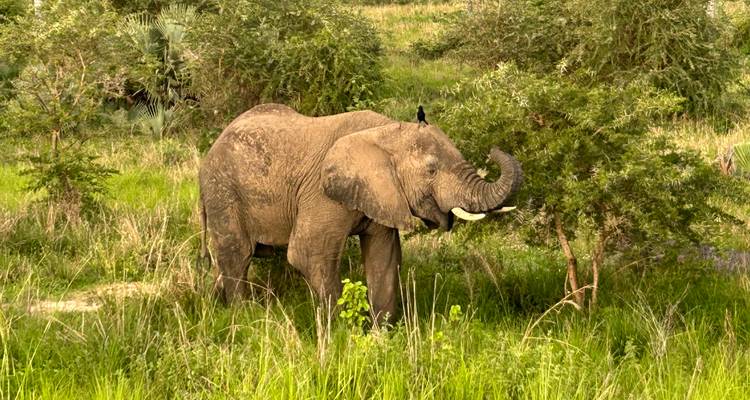 Olifant die naar bladeren aan een boom reikt.