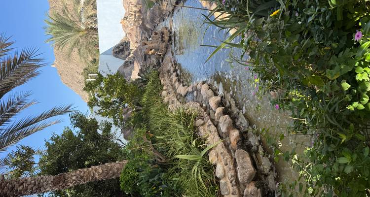 Jardín exuberante con un pequeño arroyo rodeado de palmeras.