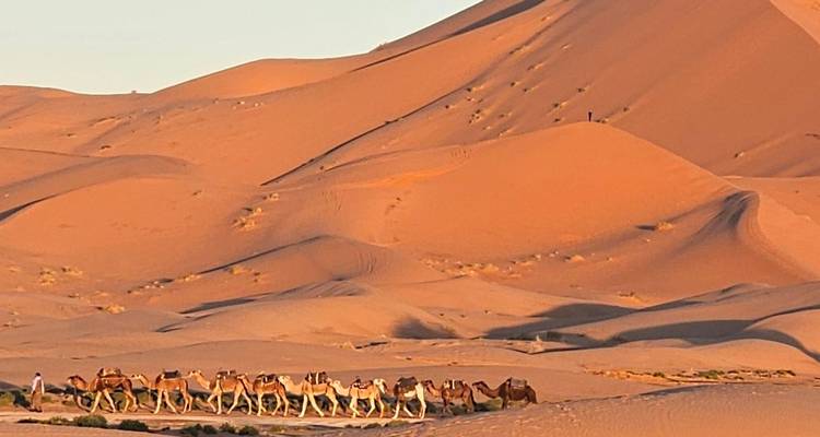 Una caravana de camellos cruzando las dunas de arena.