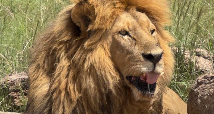 Primer plano de un león descansando en la hierba