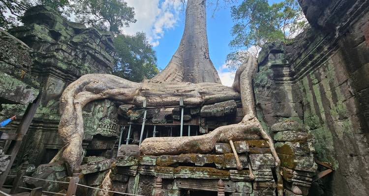 Een eeuwenoude boom die groeit over tempelruïnes.