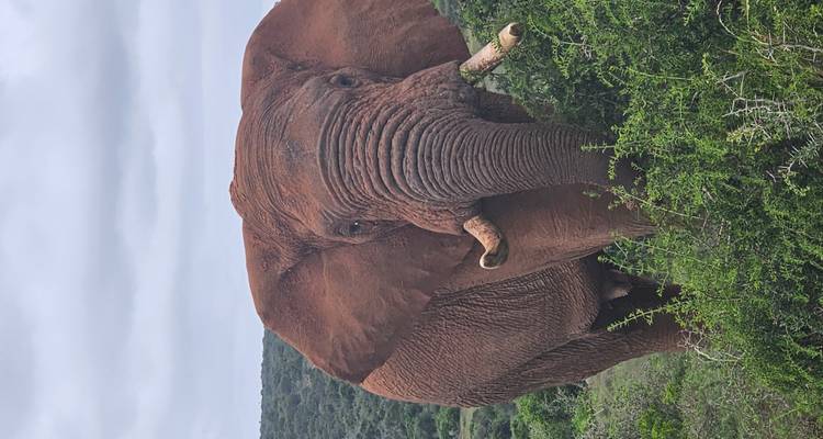 Grand éléphant dans un cadre naturel avec de la verdure.