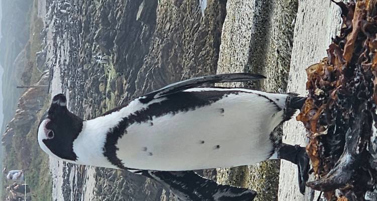 Manchot du Cap debout sur un rivage rocheux.