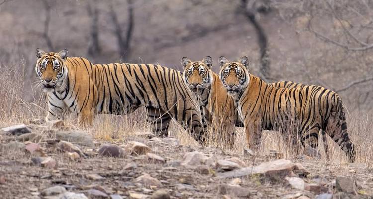 Des tigres marchant dans un habitat naturel.