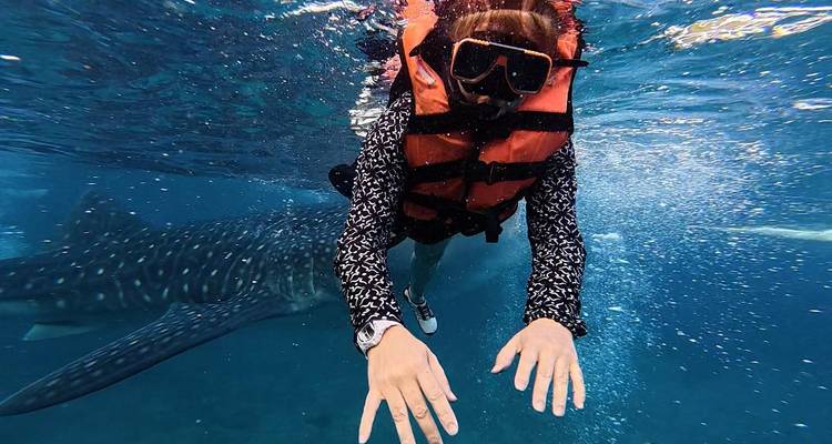 Personne faisant de la plongée avec tuba sous l'eau avec un requin-baleine à proximité.