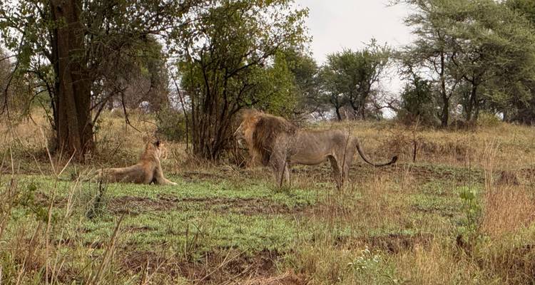 Lion et lionne dans la nature sauvage.