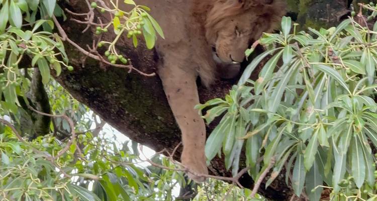 Lion se reposant sur une branche d'arbre entouré de feuilles.