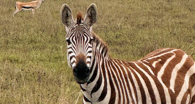 Zèbre dans la nature regardant la caméra.