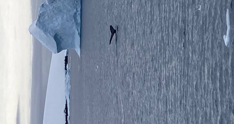 Cola de ballena emergiendo del océano with icebergs de fondo.