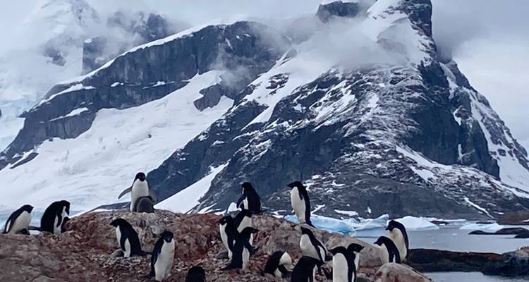 Grupo de pingüinos en orilla rocosa con montañas cubiertas de nieve.