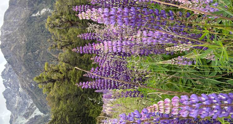 Champ de fleurs de lupin violettes avec des montagnes en arrière-plan.